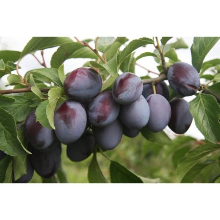 Saphenet Plum vaccinated Seligran, pot 9*9*14, Summer 2024