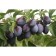 Saphenet Plum vaccinated Seligran, pot 9*9*14, Summer 2024
