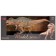 Dinosaurian figure "World of dinosaurs: acroctosaurus", 25 cm