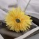 Artificial flowers "chrysanthemum lux" d-11 cm, 40 cm, yellow