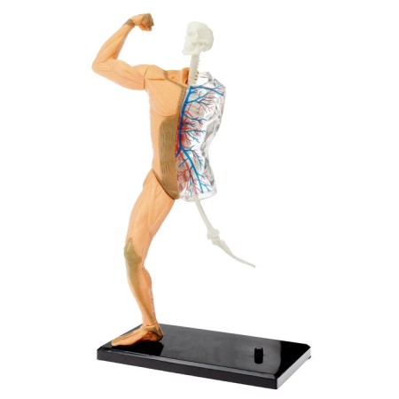 Scientific experience "human body", in the package-1