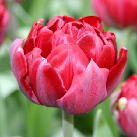 Tulip Terry Ankl Tom (Uncle Tom), rr 11/12, 5 pcs, autumn 2023-2