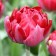Tulip Terry Ankl Tom (Uncle Tom), rr 11/12, 5 pcs, autumn 2023