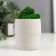 Kashpo Concrete "Head" with moss height 8.5 cm white (moss green stabilized)