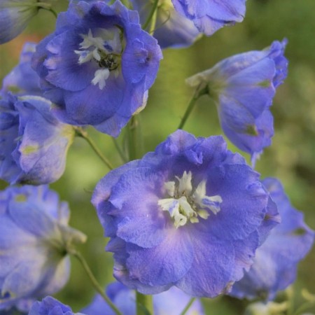 Delphinium High Delphis Starlight, Rr. I, 1 pc, Spring 2024