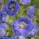 Delphinium High Delphis Starlight, Rr. I, 1 pc, Spring 2024