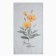 Yellow Poppies 40x73 cm, 100% cotton, reps 210 g/m2