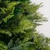 Christmas tree "elite tradition" 150 cm D of the lower tier 107 cm 534 branches