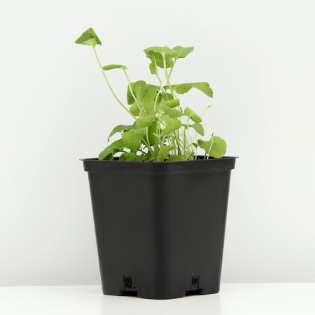 Boof bell (blue), pot p9, 1 pc, spring 2024-1