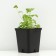 Boof bell (blue), pot p9, 1 pc, spring 2024