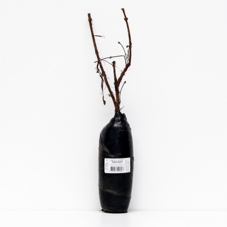 Edible honeysuckle (Northern Garden series) "Baryshnya", 1 pc, tube, spring 2024-2