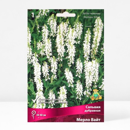 Salvia Dubravnaya (sage) Merlo Wight, I river, 1 pc, 30-40 h (cm), autumn 2024-1