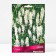 Salvia Dubravnaya (sage) Merlo Wight, I river, 1 pc, 30-40 h (cm), autumn 2024