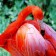 Puzzle series Flamingo Flaming, 24 details, size - 28 × 18.5 cm