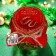 Needles jam, New Year with renewed forces, 100 ml