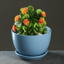 Flower Pot 