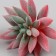 Artificial succulent for creating Florarium "Echevereria Ruby" d = 8.8 cm