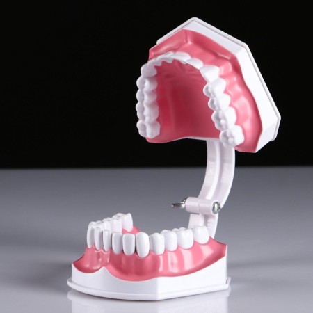 Model "Human Jaw" 12*9cm-5