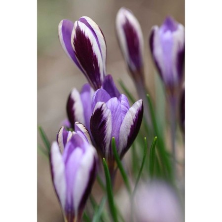 Crocus Ziber Spring Beauty, 5+ rr, 10 pcs, 10-15 h (cm), autumn 2024