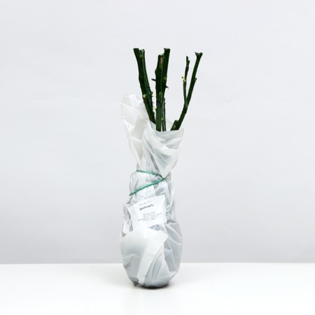 Rosa Donatello, spring 2024, 1 pc.-2