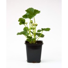 Strawberry Garden Saga, P9 Pot, Summer 2024