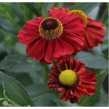 Glenium Autumn Rubinskove, Pot C2, 1 pc, Summer 2024
