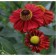 Glenium Autumn Rubinskove, Pot C2, 1 pc, Summer 2024