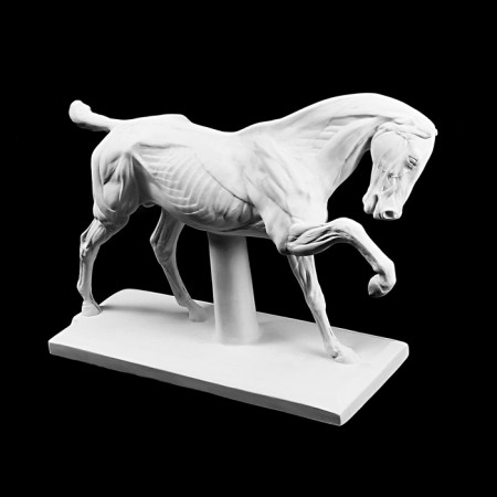 Гипсовая фигура анатомическая: ЛОШАДЬ (конь анатомический), 21 х 59 х 43 см-7