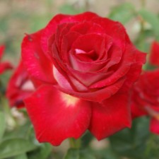 Seedling rose 