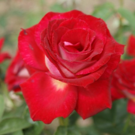 Seedling rose "bikolette", tube, spring 2025