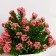 Bonsai in the Ozotamnus pot 6x16 cm, mix