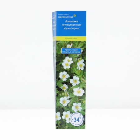 Lapceta shrubby (Northern Garden series) "Mount Everest", 1 pc, tube, spring 2025