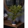 Bamboo in a cement pot, 125 × 125 × 650 mm, green / black / beige color