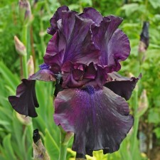 Iris Bearded Suprostishn, Rr. I, 1 pc, spring 2025