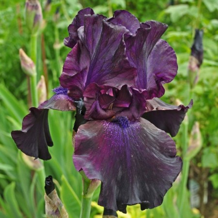 Iris Bearded Suprostishn, Rr. I, 1 pc, spring 2025