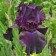 Iris Bearded Suprostishn, Rr. I, 1 pc, spring 2025