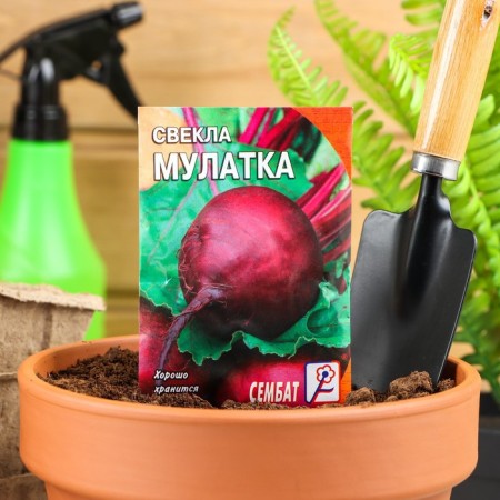 Seeds "mulatto", 2 g