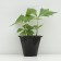 Rogersia Klenolite, pot C3, 1 pc, spring 2024