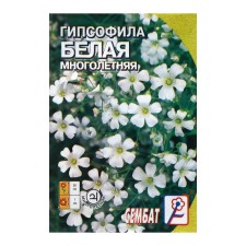 Flowers of gypsophila 