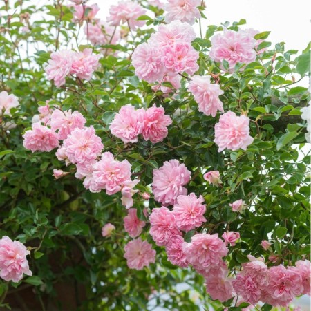 Sahenian Rosa "Francois Yureville", tube, spring 2025