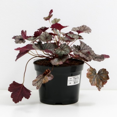 Heichera hybrid glitter, C2 pot, H10-50 height, 1 pc, summer 2024-1