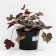 Heichera hybrid glitter, C2 pot, H10-50 height, 1 pc, summer 2024