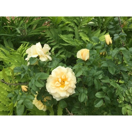 Rose Canadian Parksky railway, C3.5 pot, H25-45 height, 1 pc, summer 2024