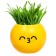 A set for experiments, for children “grow grass”, a plant in a pot - Emoji “Kiss”