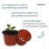 Pot for seedlings, d = 10 cm, h = 8.5 cm, terracotta, Greengo