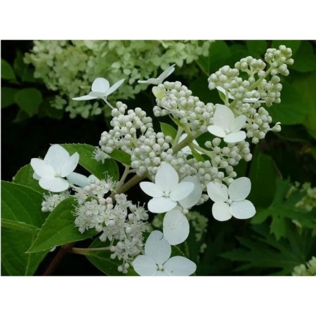 Hydrangea blizzard Kyusha, C3 pot, 1 pc, summer 2024