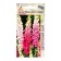 Popular Purple Gloxinia 0.1 g*