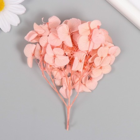Sukhotzet "hydrangea" pink h = 6-6.5 cm