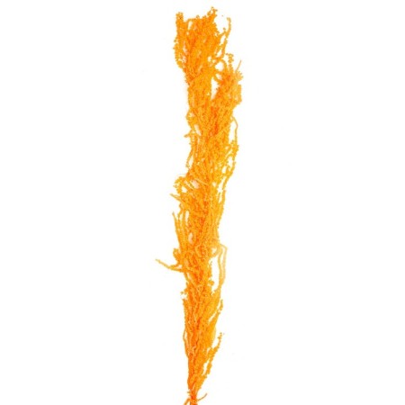 Dry amaranth flowers, 100 g, sheet size: from 50 to 60 cm, orange color-2