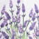 Apron Ethel Lavender 60x70 cm, 100% HL, sarzha 190 g/m2